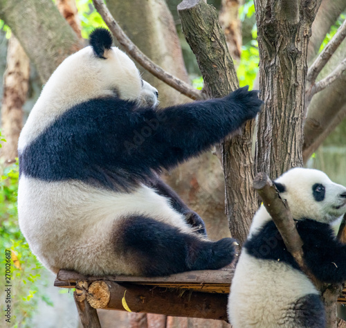 Fototapeta Naklejka Na Ścianę i Meble -  Mother Panda is teaching baby panda to climb trees