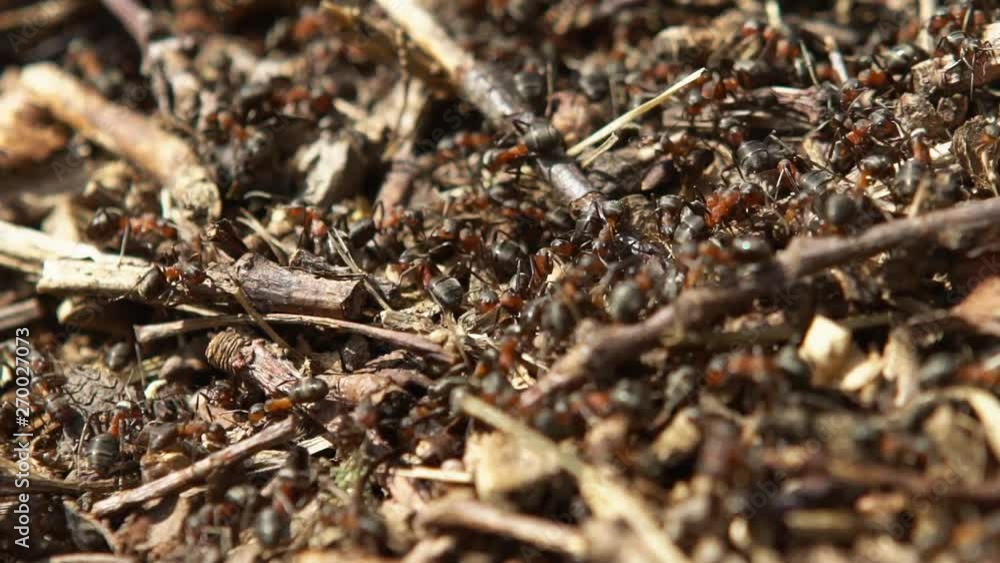 Macro shot of ants on forest ground. Macro shot of ants on forest ground.