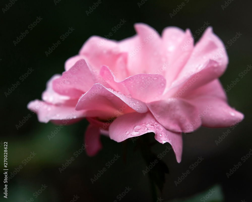 Fototapeta premium Rose & rain