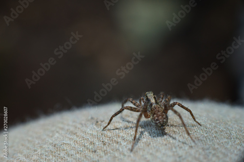 A small tiny spider sits on a cloth on a dark background. Selective focus © Павел Абрамов