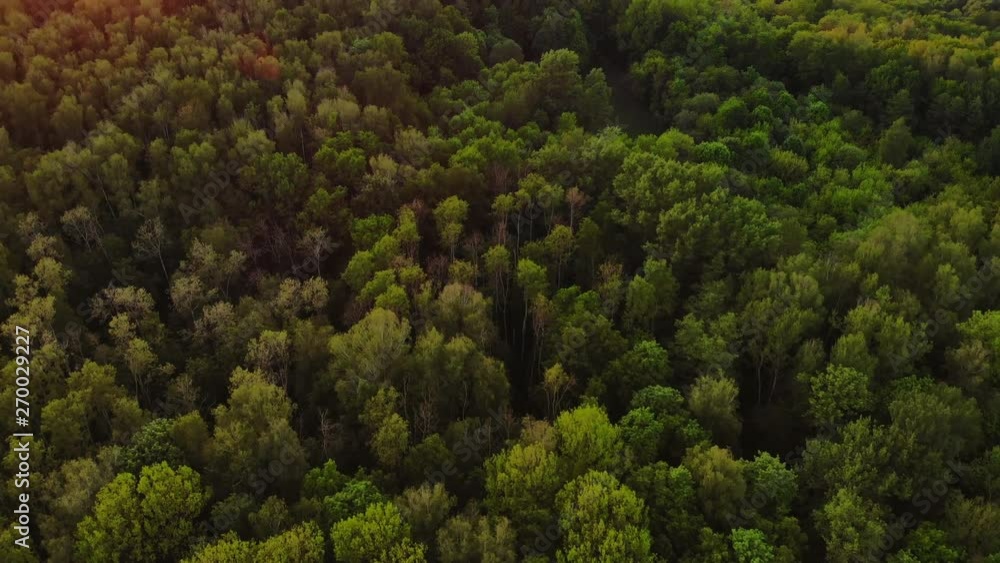 Aerial top view forest, Texture of forest view from above. Aerial top view forest, Texture of forest view from above.