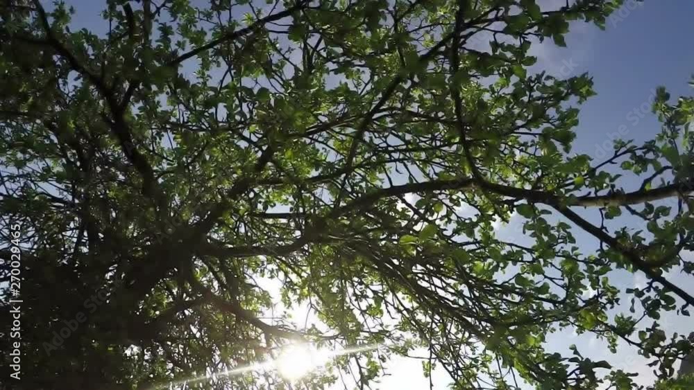 standing under the apple tree on the sunshine morning springtime nature standing under the apple tree on the sunshine morning springtime nature