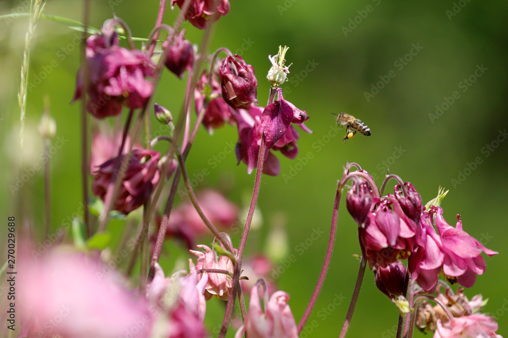 Akelei in pink und rosa mit fliegender Biene Akelei in pink und rosa mit fliegender Biene