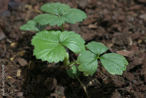 Young strawberry plant seedling growing in the soil