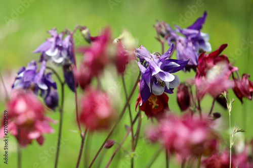 Akelei Blume  Aquilegia  mit rosa und lila Bl  te