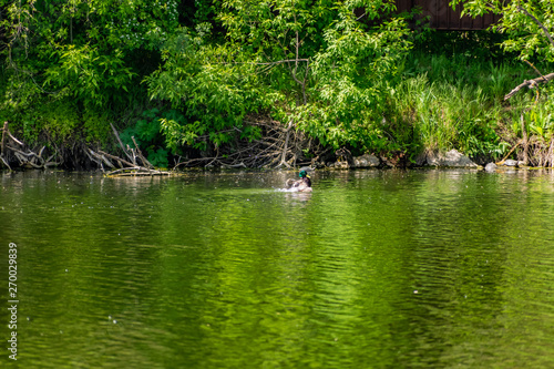 Ducks and small chickens swim in the pond. Warm fresh pond, house for water animals and birds. Very beautiful green trees, deciduous, different shades of green. Rich and vibrant landscape