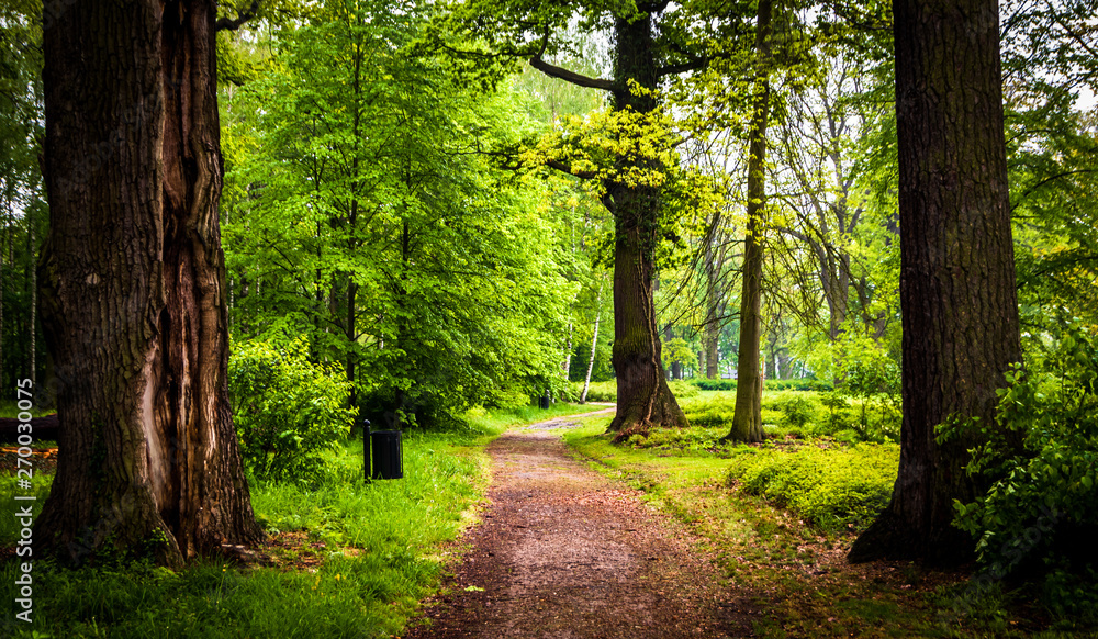 Fototapeta premium Footpath through the forest in spring, rain cloudy day