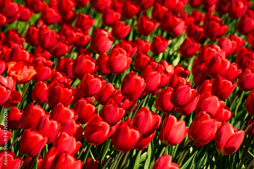 Background of bright red tulips in the flowerbed Background of bright red tulips in the flowerbed