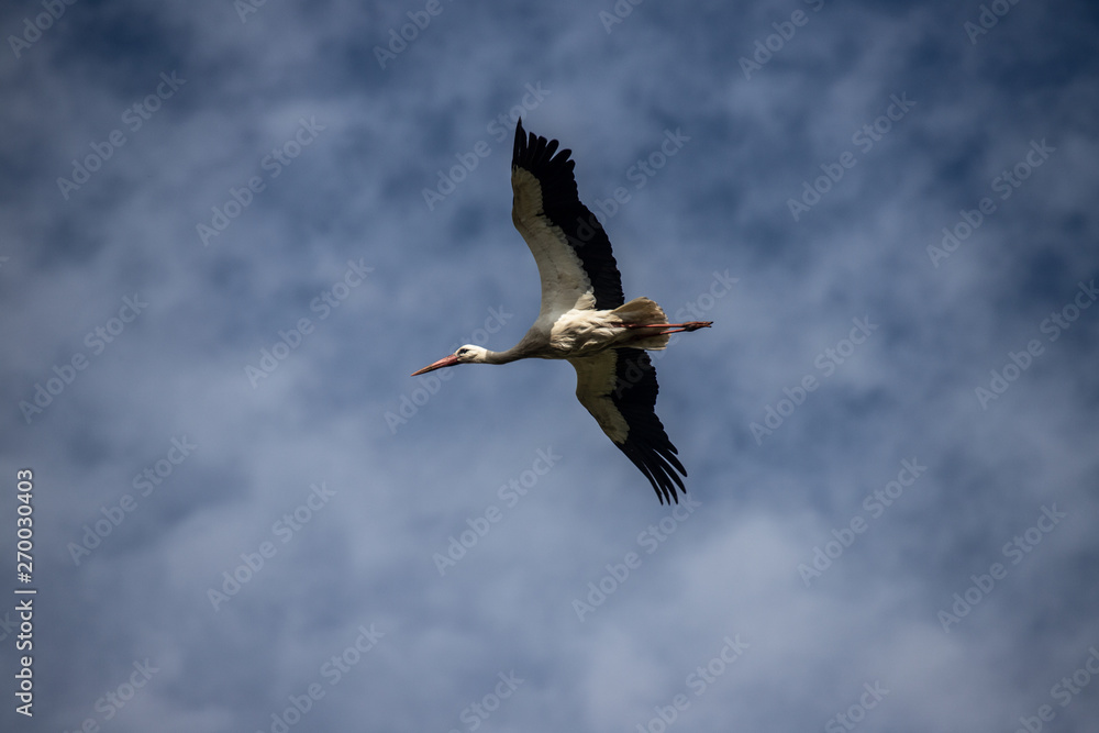nice stork in the air