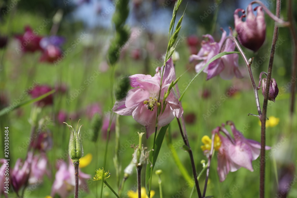 Obraz premium Rosa Akelei auf Blumenwiese als Close up