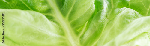 panoramic shot of green fresh organic lettuce leaf