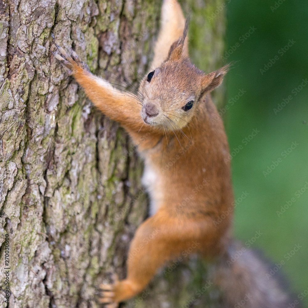 squirrel on tree squirrel on tree