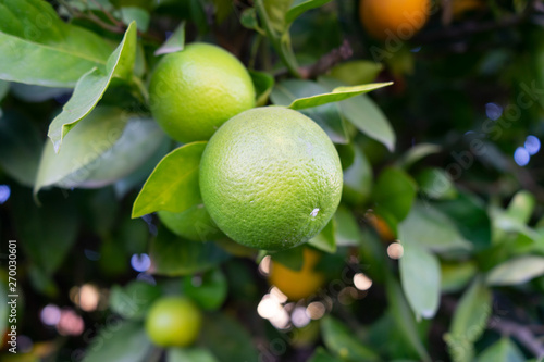 Wallpaper Mural Orange (Naranja) Torontodigital.ca