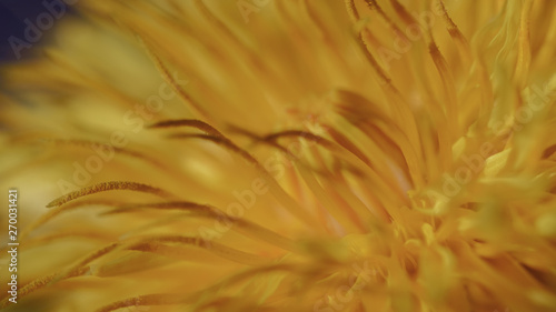 Spring backgrounds. Blooming dandelion.