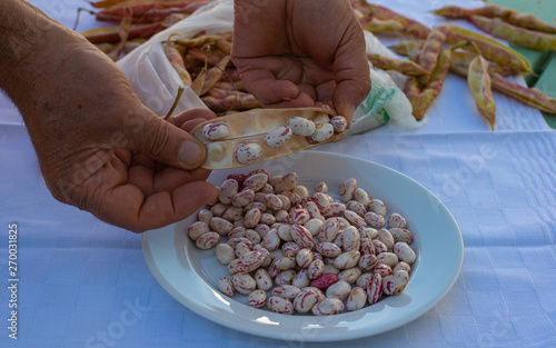 Fresh Pinto Beans Are Peeled From The Baggello And Are Collected In A Dish