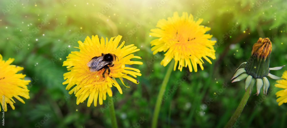 Macro shot on dandelion flower and big bumblebee. Macro shot on dandelion flower and big bumblebee.