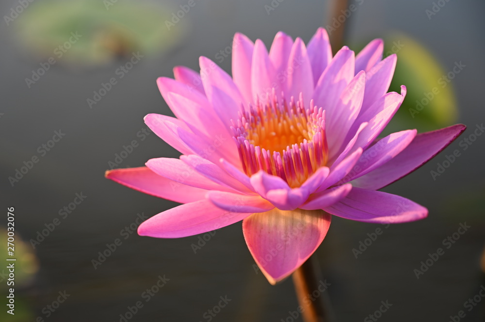 Pink lotus in the morning Pink lotus in the morning