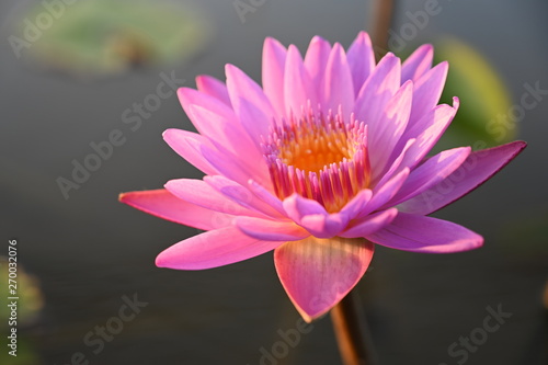 Pink lotus in the morning