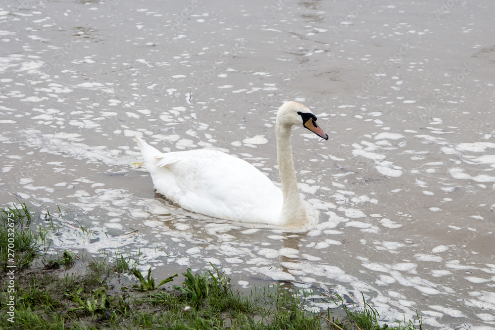 Łabędź niemy (Cygnus olor) podczas pływania na rzece Łabędź niemy (Cygnus olor) podczas pływania na rzece