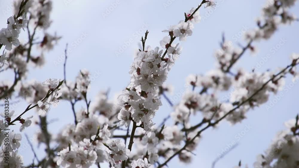 Beautiful white flowering tree, closeup Slow motion Beautiful white flowering tree, closeup Slow motion