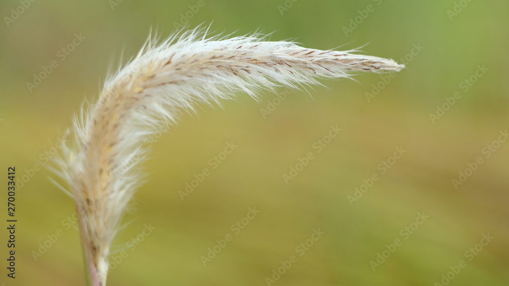 White flower fluff of the blady grass or (cogongrass, Japanese bloodgrass, Kunai grass, Lalang) White flower fluff of the blady grass or (cogongrass, Japanese bloodgrass, Kunai grass, Lalang)