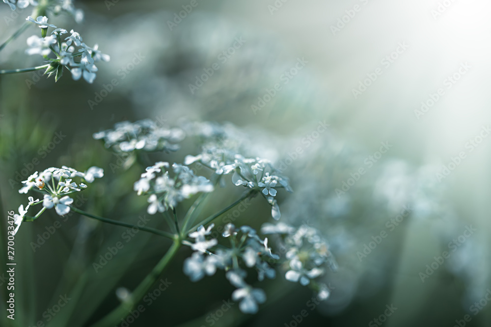 Wild grass on a sun light Wild grass on a sun light