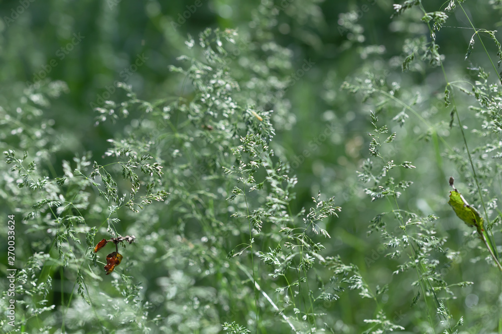 Wild grass on a sun light Wild grass on a sun light