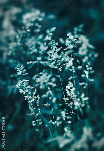 Wild grass on a sun light