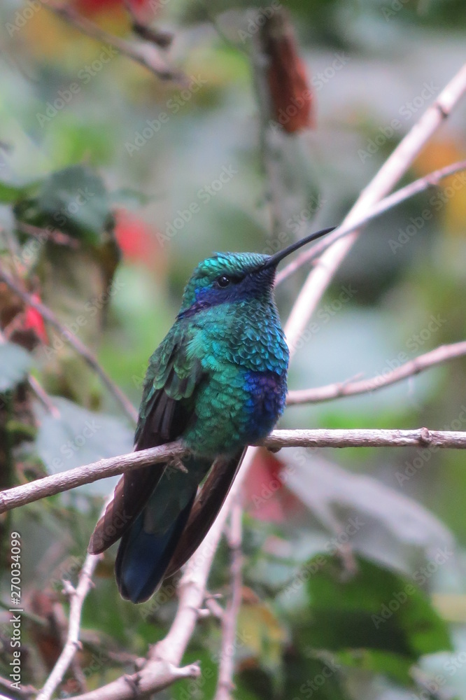 Colibri