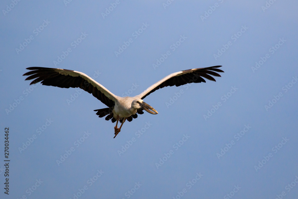 Obraz premium Image of an Asian openbill stork(Anastomus oscitans) flying in the sky. Bird, Wild Animals.