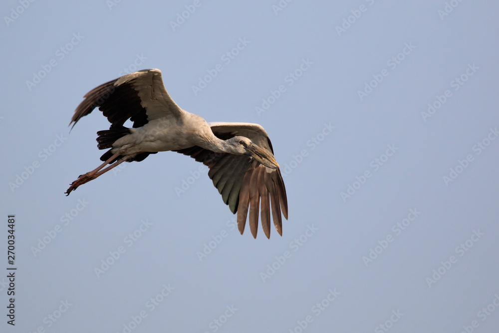 Image of an Asian openbill stork(Anastomus oscitans) flying in the sky. Bird, Wild Animals. Image of an Asian openbill stork(Anastomus oscitans) flying in the sky. Bird, Wild Animals.