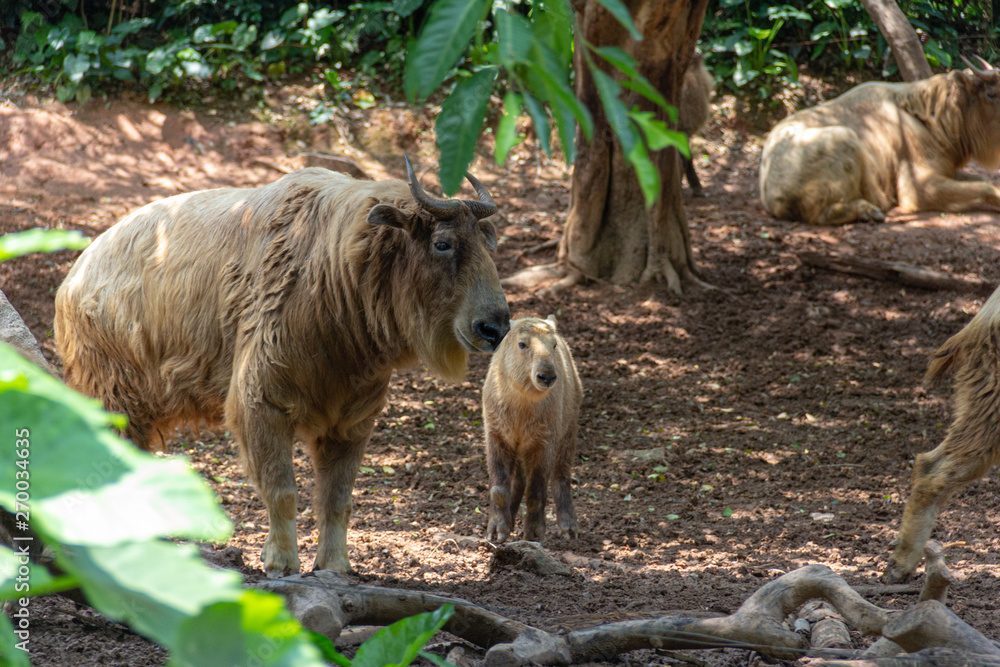 Fototapeta premium adult & baby takin in forest