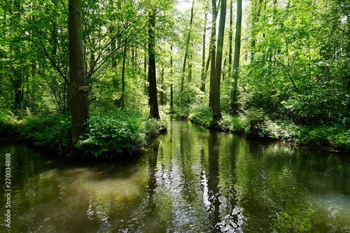 Sonnige, grüne Wasserlandschaft im Spreewald
