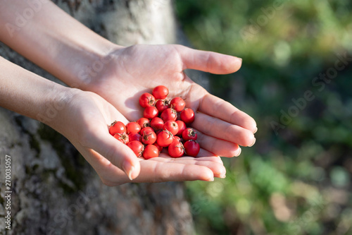 Woman hands holding hawthorn berry heart shape on a wood forest background sunny day