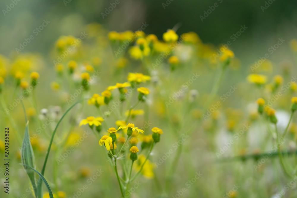 Beautiful yellow wild flowers on a background of green grass. Selective focus. Early morning. Dawn. Fog. Beautiful yellow wild flowers on a background of green grass. Selective focus. Early morning. Dawn. Fog.