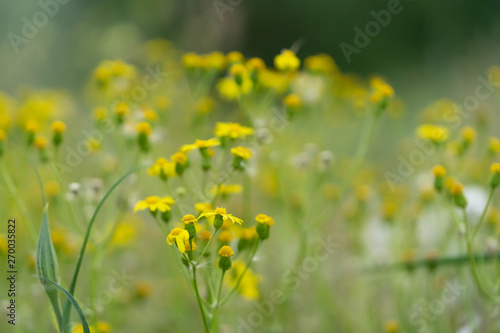 Beautiful yellow wild flowers on a background of green grass. Selective focus. Early morning. Dawn. Fog.