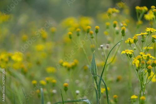 Beautiful yellow wild flowers on a background of green grass. Selective focus. Early morning. Dawn. Fog. © Виктор Кеталь
