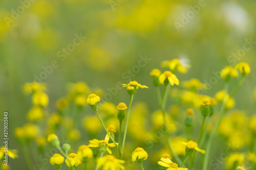 Beautiful yellow wild flowers on a background of green grass. Selective focus. Early morning. Dawn. Fog. © Виктор Кеталь