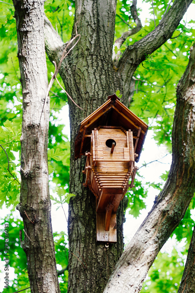 tree house for birds on the tree, birdhouse from the tree for wintering birds tree house for birds on the tree, birdhouse from the tree for wintering birds