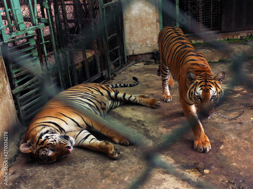 Canvas Print Couple of tigers in captivity inside a cage