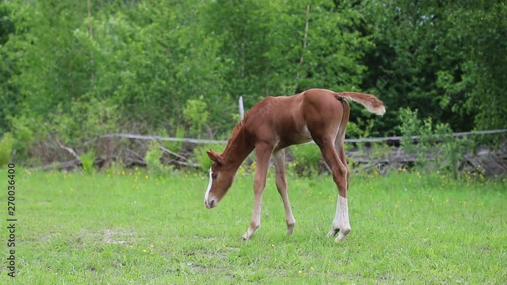 Young foal on the pasture in springtime Young foal on the pasture in springtime