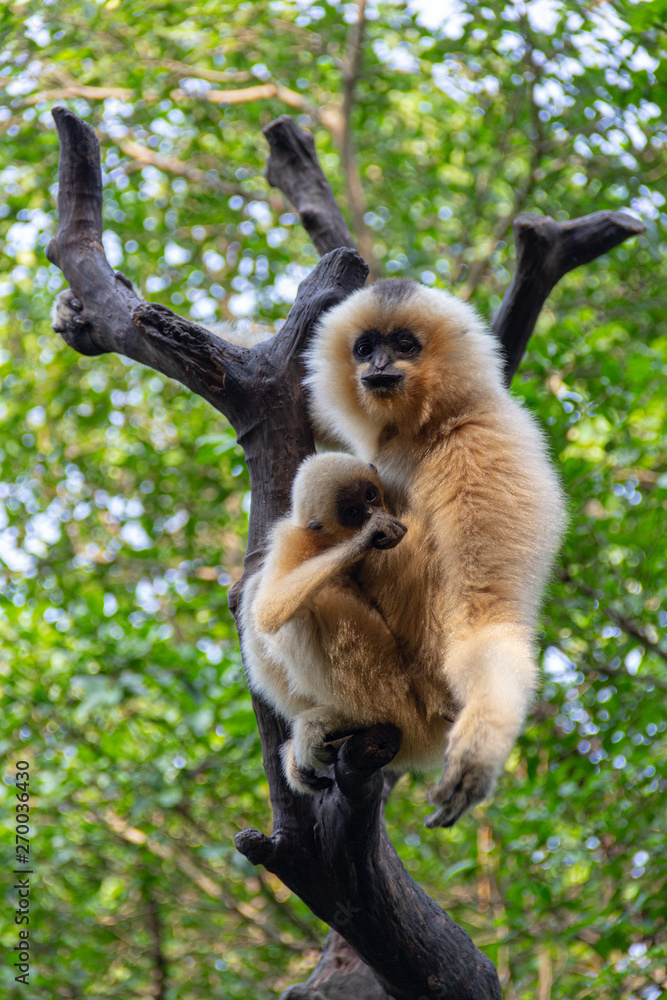 Naklejka premium mother and baby gibbon