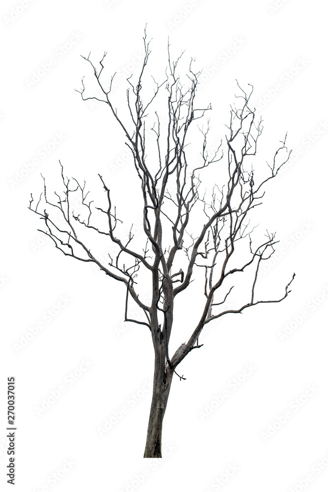 Perennial dead tree on a white background. Perennial dead tree on a white background.