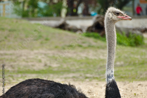 Ostrich bird daylight outsite
