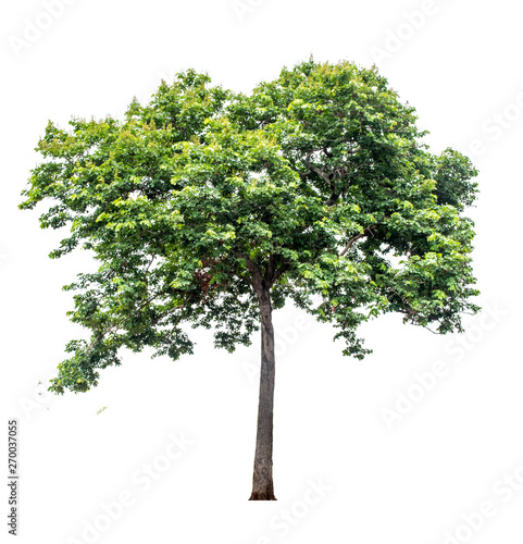 The tree that is completely separated from the background with the delicateness Can be used in many ways Has a scientific name Sindora siamensis