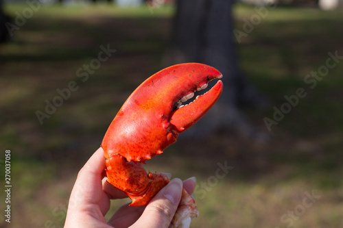 Cracking a boiled red lobster on a concrete table photo