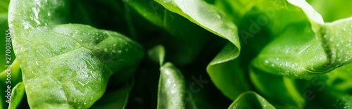 panoramic shot of green wet lettuce leaves with water drops