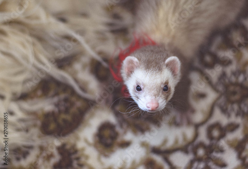 ferret on a brown background