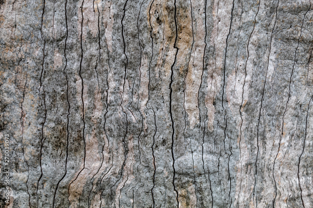 Grayish Cracked Old Oak Tree Texture Grayish Cracked Old Oak Tree Texture