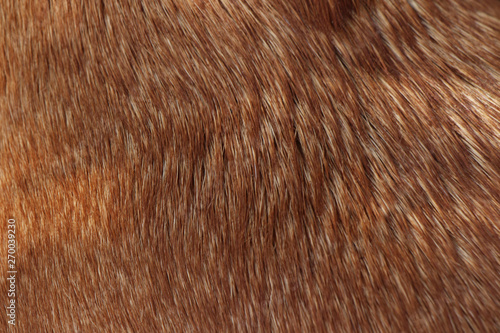 short hair texture - caramel dog